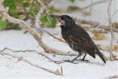 Common Cactus-Finch